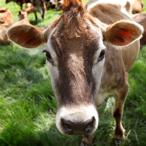 Biggest overhaul of farming in 50 years as landowners urged to protect environment