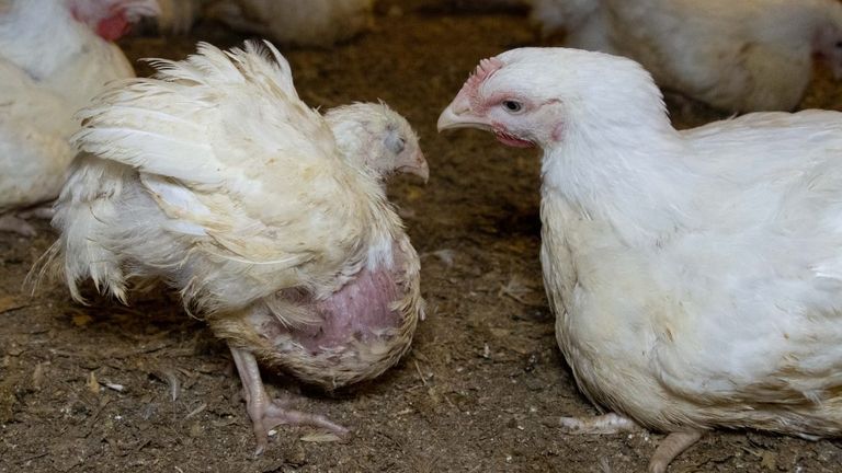 Morrisons is being urged to sign the Better Chicken Commitment. Pic: Open Cages