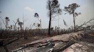 Charred tree trunks in an area burned by loggers and farmers