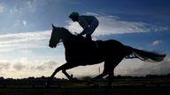 A horse goes to post before the MansionBet Proud Partners Of The AWC Apprentice Handicap at Lingfield Park Racecourse in October 2021