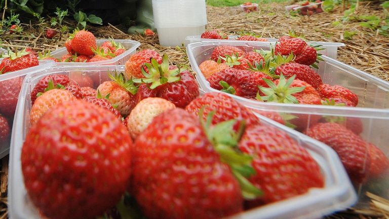 The supermoon takes place during the strawberry harvest