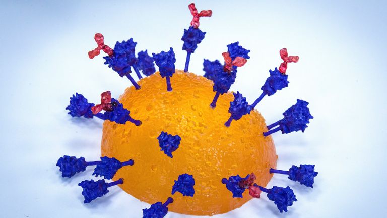 The SARS-CoV-2 virus with antibodies locked on to its spike proteins