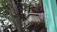 Bailiffs work to lower protesters who suspended themselves in trees 