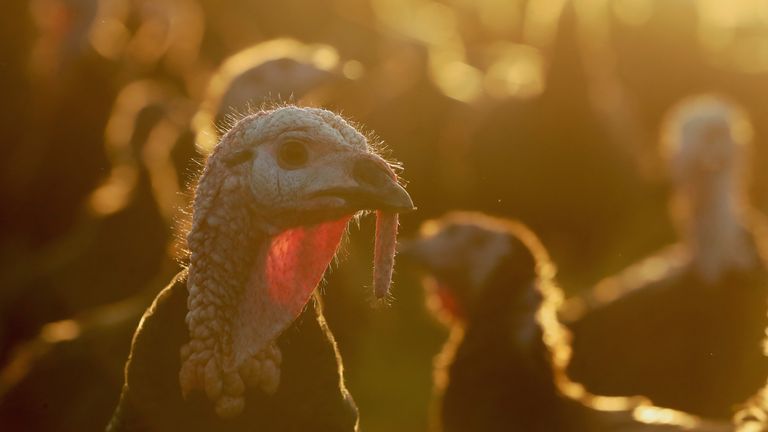 Turkeys are being culled after bird flu outbreaks across the country