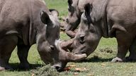 Najin and her daughter Fatu, the last two northern white rhino females, graze alongside Ndauwo, a southern white rhino near their enclosure at the Ol Pejeta Conservancy in Laikipia National Park