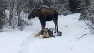 The moose stood over the dogs, preventing them from escaping, Ms Watkins said