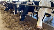 cows at farm in birmingham - dairy