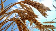 Ukraine supplies a significant proportion of the world's wheat