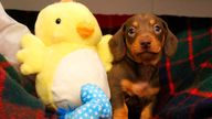 ..Dachshunds Through The Snow: Nine Puppies Named After Santa...s Reindeer Seek New Homes   ** STORY AVAILABLE, CONTACT SUPPLIER**