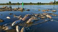 Dead fishes float in the shallow waters of the German-Polish border river Oder near Genschmar, eastern Germany, Friday, Aug. 12, 2022. Huge numbers of dead fish have washed up along the banks of the Oder River between Germany and Poland, sparking warnings of an ecological disaster but no clear answers yet about what the cause could be. (Patrick Pleul/dpa via AP)


