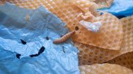 A wax worm, moth larva that eats wax made by bees to build honeycombs, is seen in a laboratory at the CSIC in Madrid
