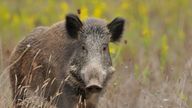 The 34-year-old man is said to have mistaken his father for a wild boar. File pic