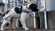 Springer Spaniel Jac. Pic: SPEN