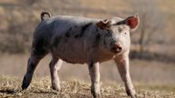 A hog walks in a pasture on the Ron Mardesen farm, Thursday, Dec. 2, 2021, near Elliott, Iowa. A coalition of California restaurants and grocery stores has filed a lawsuit to block implementation of a farm animal welfare law, adding to uncertainty about whether bacon and other fresh pork products will be prohibitively expensive or available at all in the state when the new rules take effect on New Year's Day. Mardesen already meets the California standards for the hogs he sells to specialty meat