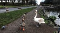 Pink feather disease at St Margaret's Loch in Holyrood Park, Edinburgh. Picture given to Jenness Mitchell from Hilary Thacker / Lothians and Fife swan and goose study group