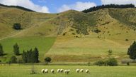 New Zealand: A look back
A small sheep herd grazing on a green area in New Zealand. One of the animals looks back. (30 January 2016) | usage worldwide Photo by: Jürgen Schwenkenbecher/picture-alliance/dpa/AP Images