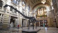 File photo dated 22/01/19 of Dippy, the Natural History Museum London's famous diplodocus skeleton. The popular dinosaur exhibit, which has drawn millions of visitors around the country, is heading to Coventry. The city's Herbert Art Gallery & Museum will be hosting the 26-metre long replica skeleton for three years, from February 20, in time for the start of the spring half-term holidays. Issue date: Wednesday January 4, 2023.
