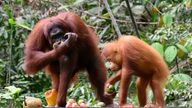 Orangutans at Borneo's Semenggoh Wildlife Centre breeding station