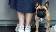 French bulldog Abby waits at a veterinary clinic for a check into the cause of breathing problems while the Dutch government proposes a law banning the possession of cats and dogs with characteristics such as too-short snouts which animal rights activists say are cruel in Utrecht, Netherlands June 20, 2023. REUTERS/Piroschka van de Wouw