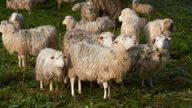 Rhineland-Palatinate, Kirchwald: Sheep stand on a pasture in the Eifel. Pic: AP