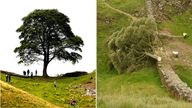 People look at the tree at Sycamore Gap, next to Hadrian's Wall