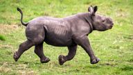 Newborn Black Rhino calf exploring his outdoor reserve at the Yorkshire Wildlife Park in Branton, South Yorkshire, where they are celebrating the first birth in the Park's history of a critically endangered Black Rhino calf, one of the rarest mammals on earth. Picture date: Tuesday February 6, 2024. PA Photo. See PA story ANIMALS BlackRhino. Photo credit should read: Danny Lawson/PA Wire