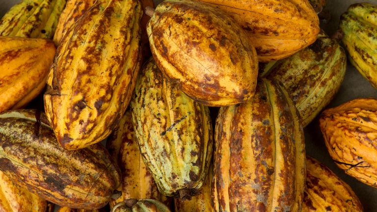 Cocoa pods are displayed at a farm in Piedra de Plata, Ecuador. The harvested pods are opened with a tool such as a machete to expose the beans inside