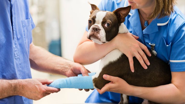 Veterinarians bandaging a dog's leg in a surgery