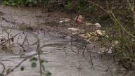 Watchdog finds sewage overflow failures may have broken environmental law