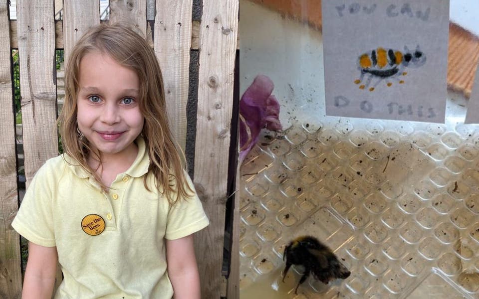 Girl goes viral after making motivational posters for bee to help it recover