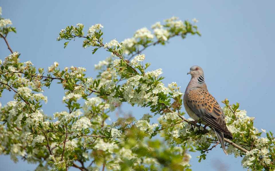 Turtle dove hunting ban boosts western European population by 25%