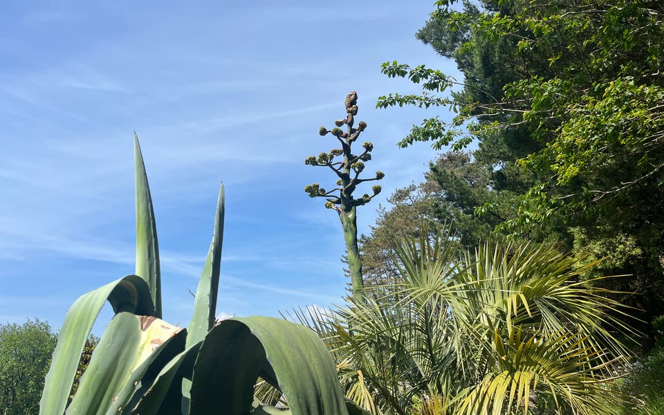 Rare century plant begins to bloom in Devon after 25 years — before it dies