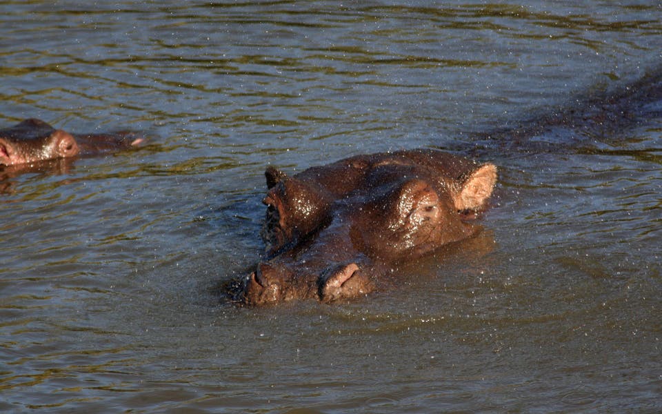 Trotting hippos can become airborne, scientists say