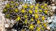 Scientists have discovered a 'super moss' that could help sustain life on Mars. Pic: Chinese Academy of Sciences / The Innovation