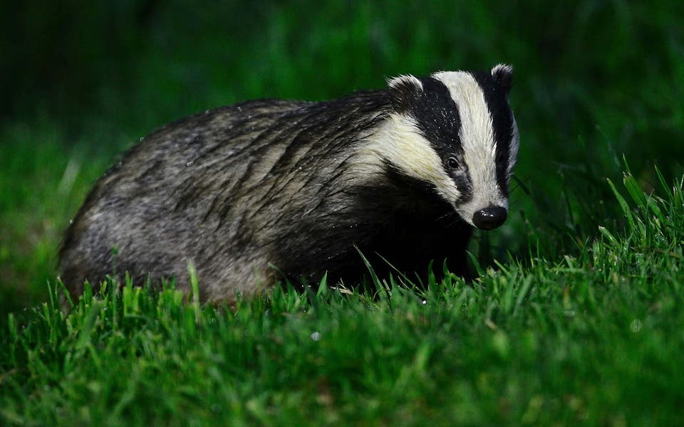 Farmer-led badger vaccination trial raises hopes for tackling bovine TB