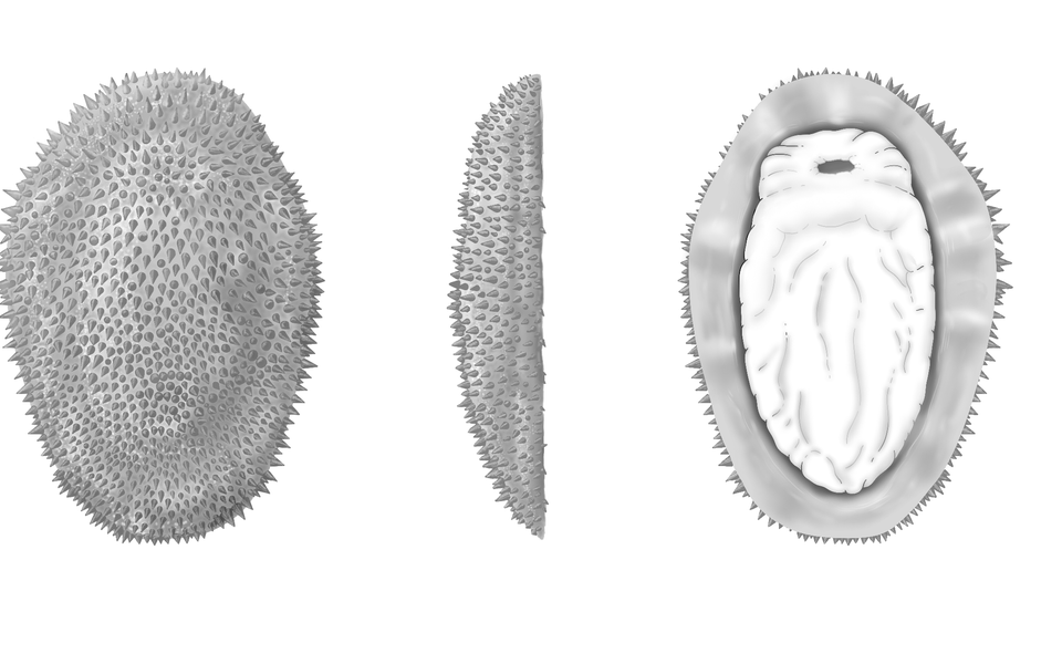 Half-a-billion-year-old spiny slug reveals the origins of molluscs