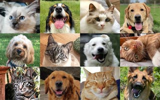 A Lifetime of Smiles: meet the cats and dogs who won the competition