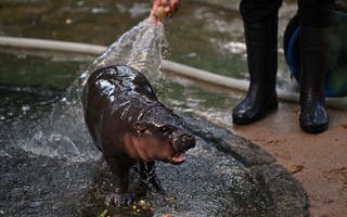 Meet the baby pygmy hippopotamus that took over the Internet