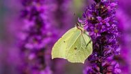 Male Gonepteryx rhamni, commonly named the common brimstone feeding on the nectar of purple loosestrife.