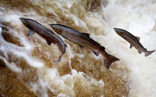 Salmon stocks at lowest levels on record in England’s rivers, report warns