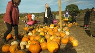 Budget pumpkins Derbyshire Lisa Dowd