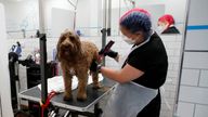 A pet groomer tends to a dog at The Groom Room, at pets at home in Milton Keynes, following the outbreak of the coronavirus disease (COVID-19), Milton Keynes, Britain, June 8, 2020. REUTERS/Andrew Boyers